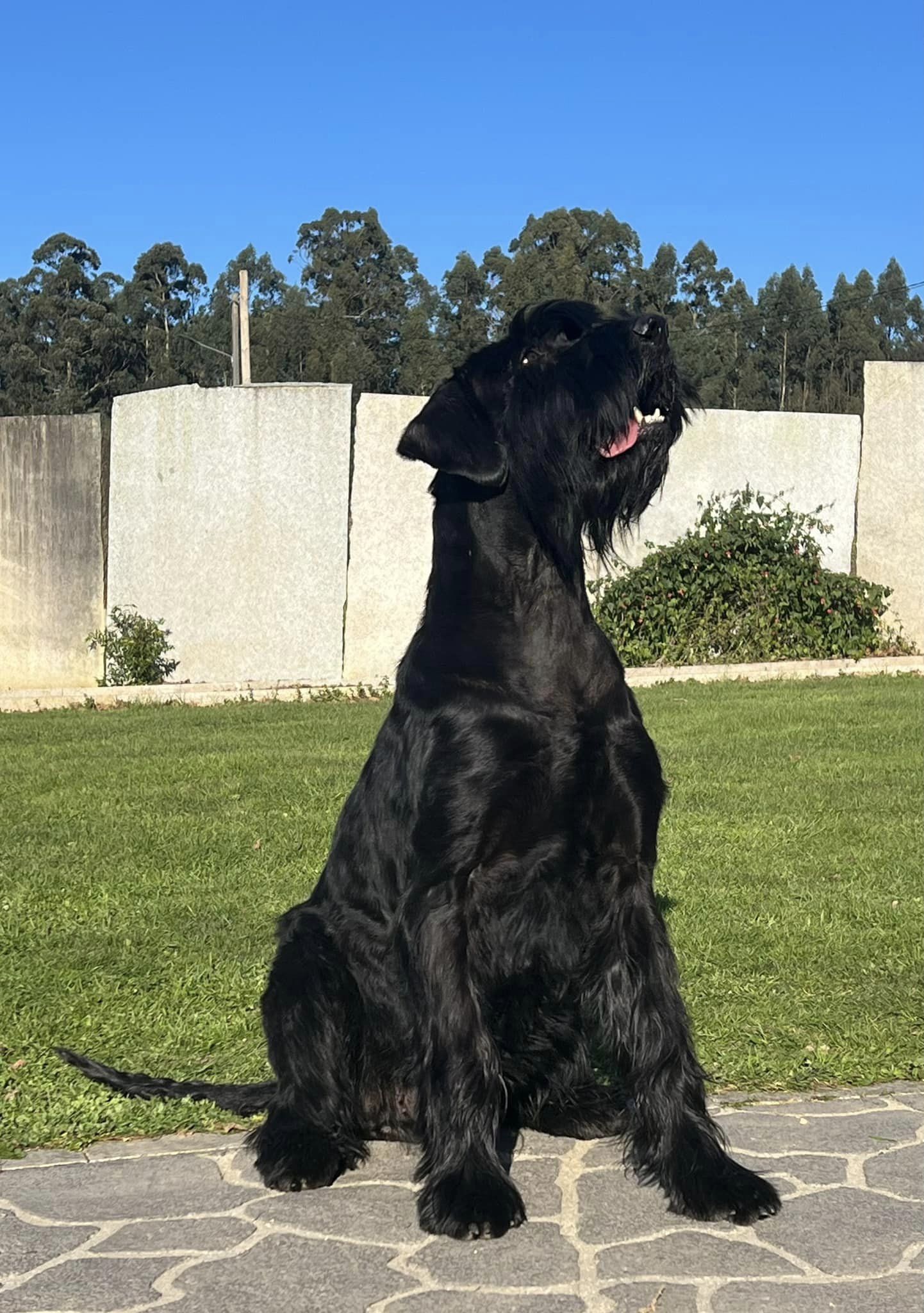 Foto Schnauzer Gigante Negro