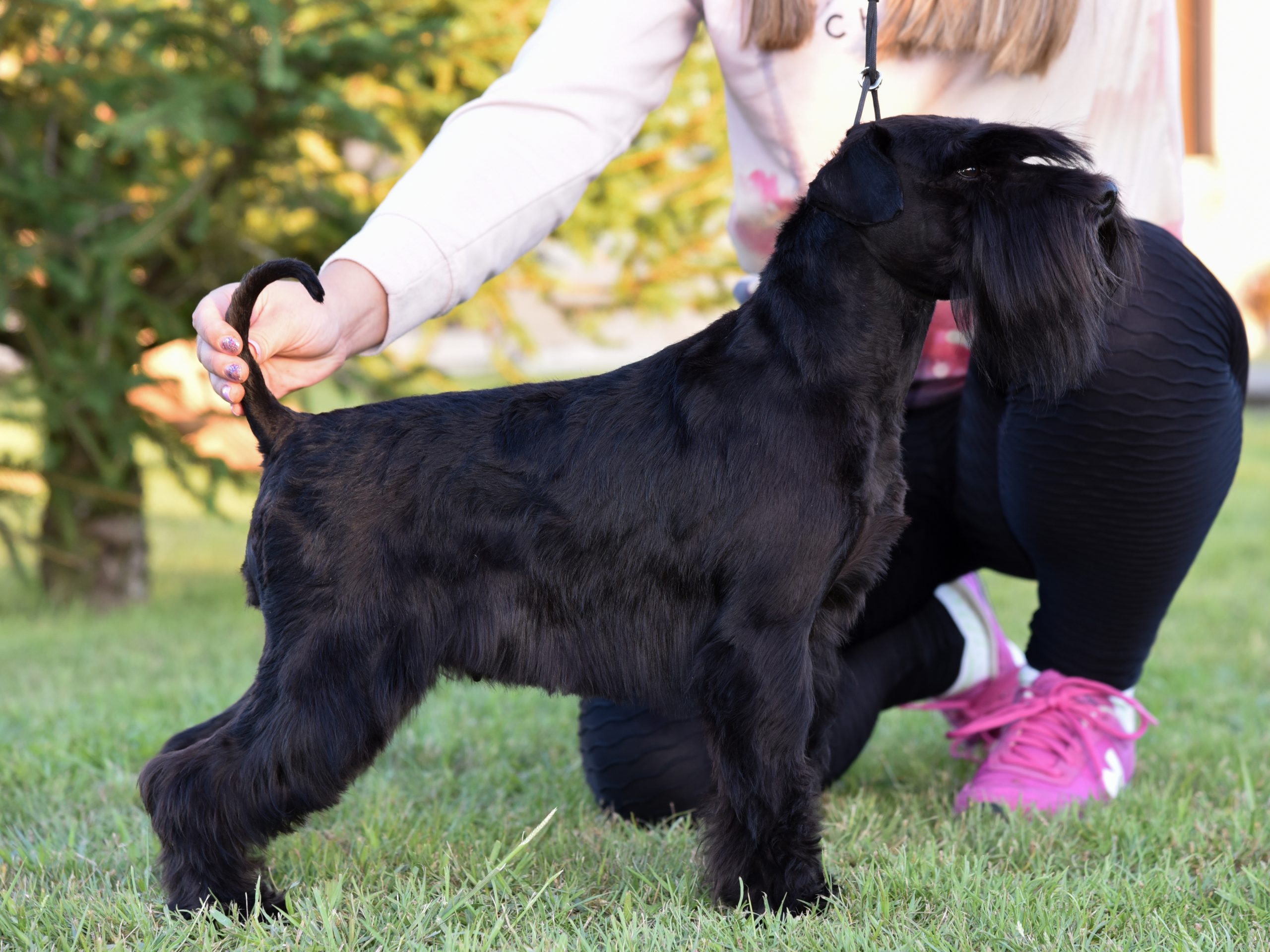 Foto perro negro Schnauzer