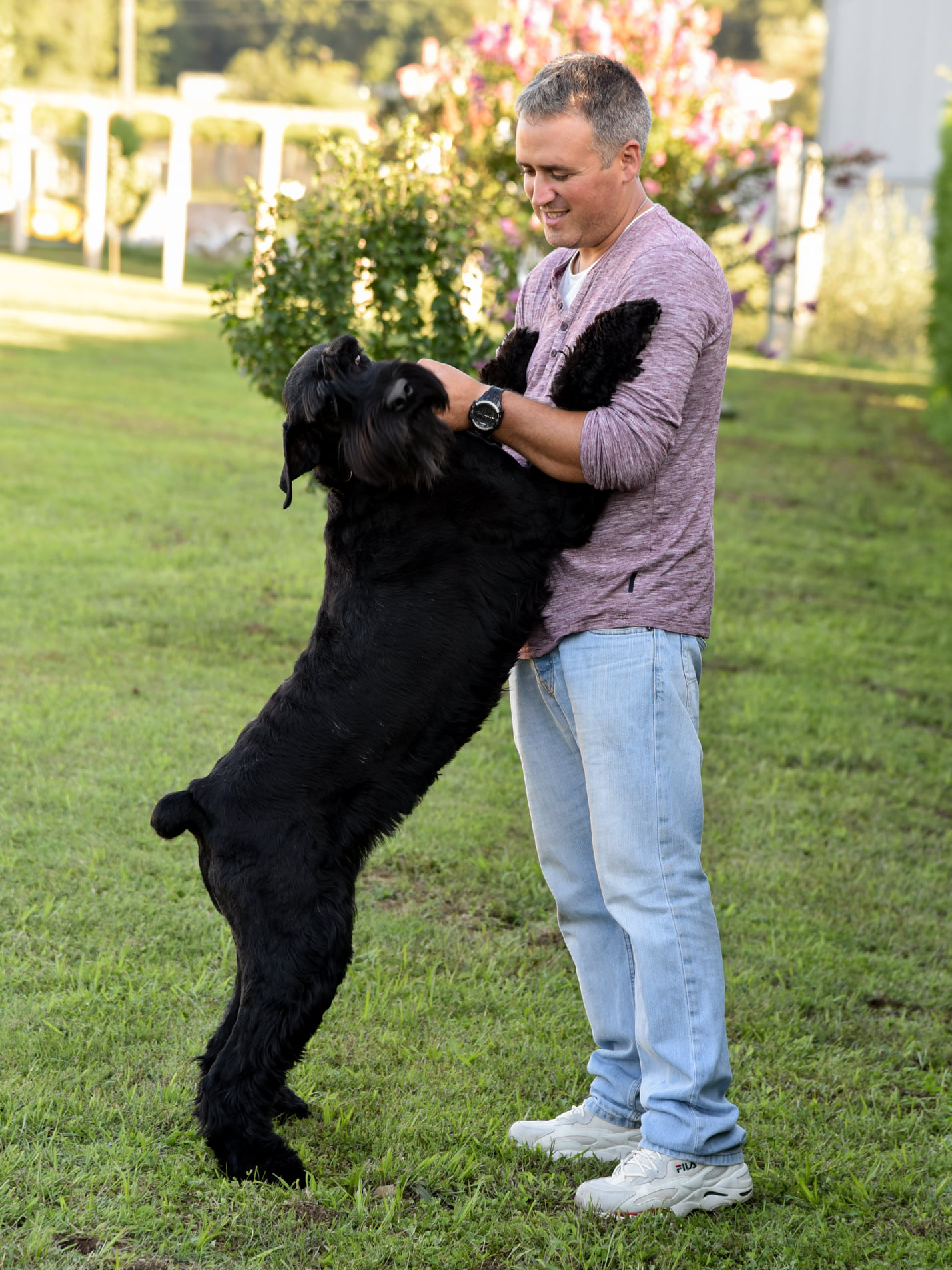 Foto Criadero de Schnauzer Gigante