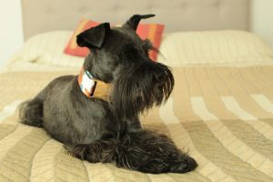Preguntas frecuentes al comprar un Schnauzer