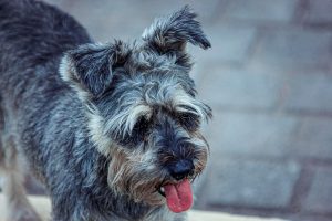 Diferencias entre Schnauzer Miniatura y Schnauzer Gigante: Guía Completa
