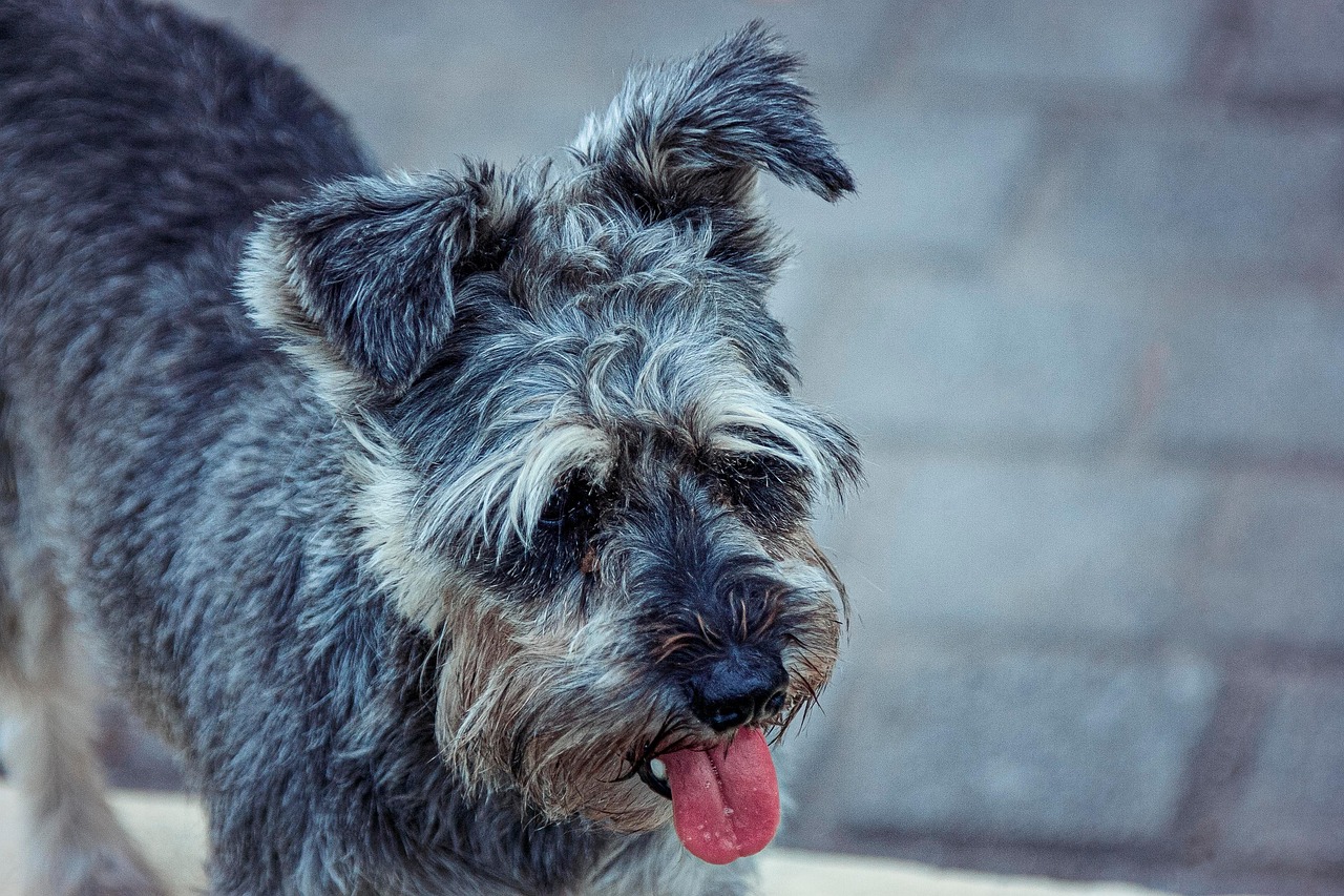Diferencias entre Schnauzer Miniatura y Schnauzer Gigante: Guía Completa