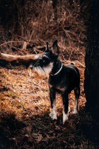 Cómo educar a un Schnauzer desde cachorro: claves para una buena convivencia