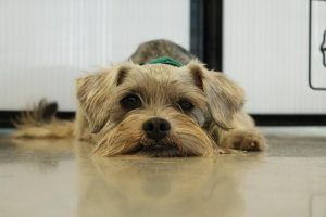 Problemas de salud comunes en Schnauzer Miniatura y cómo prevenirlos