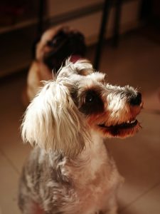 ¿Cómo asegurar que un criador de Schnauzer es responsable?