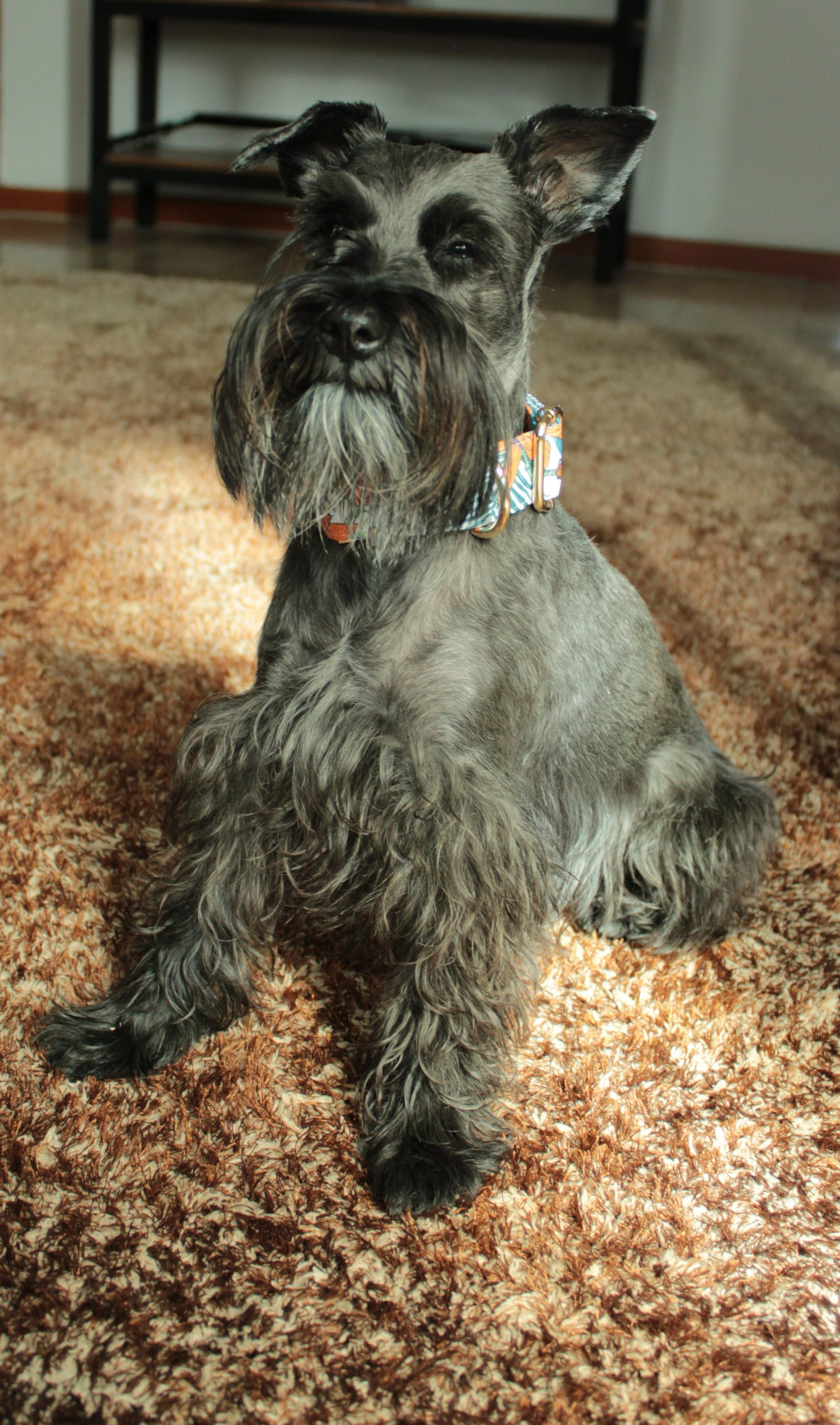 Cómo preparar tu casa para la llegada de un Schnauzer
