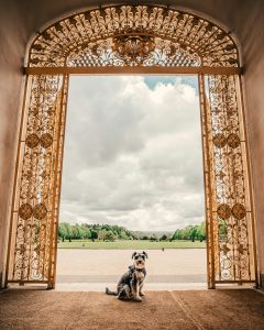 Cómo socializar correctamente a tu Schnauzer desde cachorro