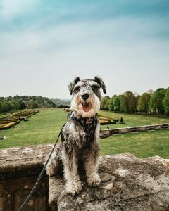 Consejos para viajar con un Schnauzer: coche, avión o vacaciones