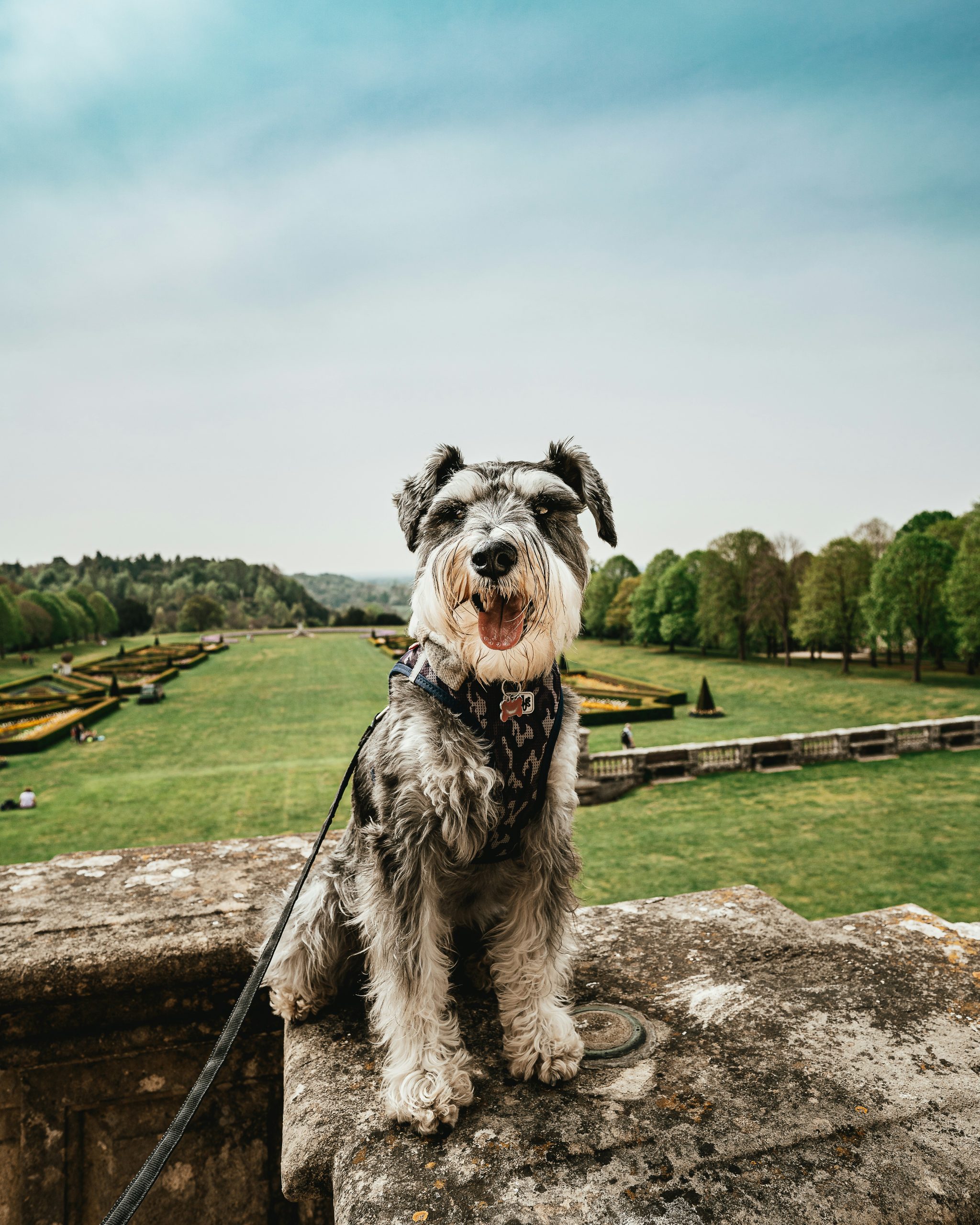 Consejos para viajar con un Schnauzer: coche, avión o vacaciones