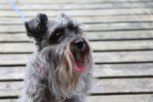 Cuidados del pelaje en Schnauzers: ¿qué tipo de corte necesita tu perro?