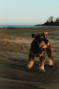 Ejercicio y actividad física según el tipo de Schnauzer: ¿cuánto es suficiente?