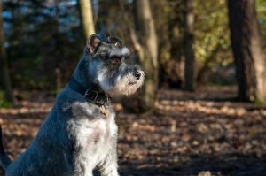 El Schnauzer como mascota: lo que los criadores deben saber
