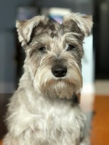 Las 4 variedades de Schnauzer Miniatura por color: características y diferencias