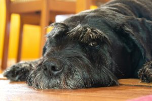 ¿Schnauzer para pisos o casas grandes? Todo lo que debes saber