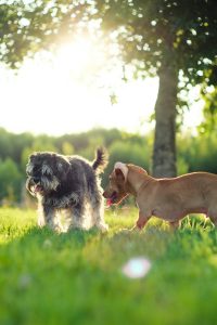 Ventajas de tener un Schnauzer: consejos para elegir