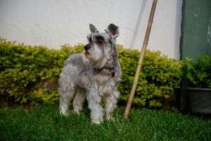 Criadores de Schnauzer: ¿cómo elegir el mejor para ti?
