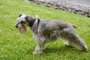 ¿Por qué elegir un Schnauzer Miniatura?
