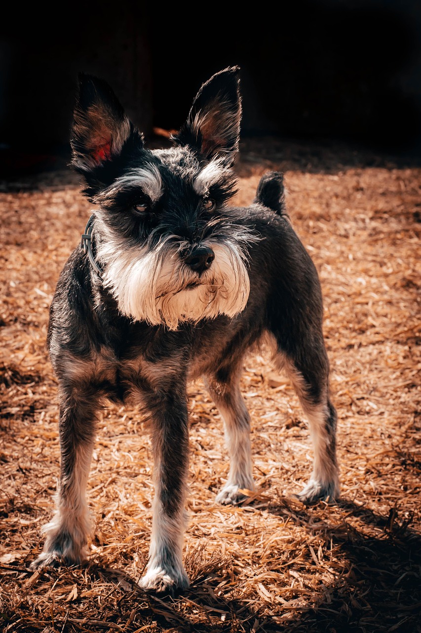 Testimonios de dueños de Schnauzer: consejos y experiencias