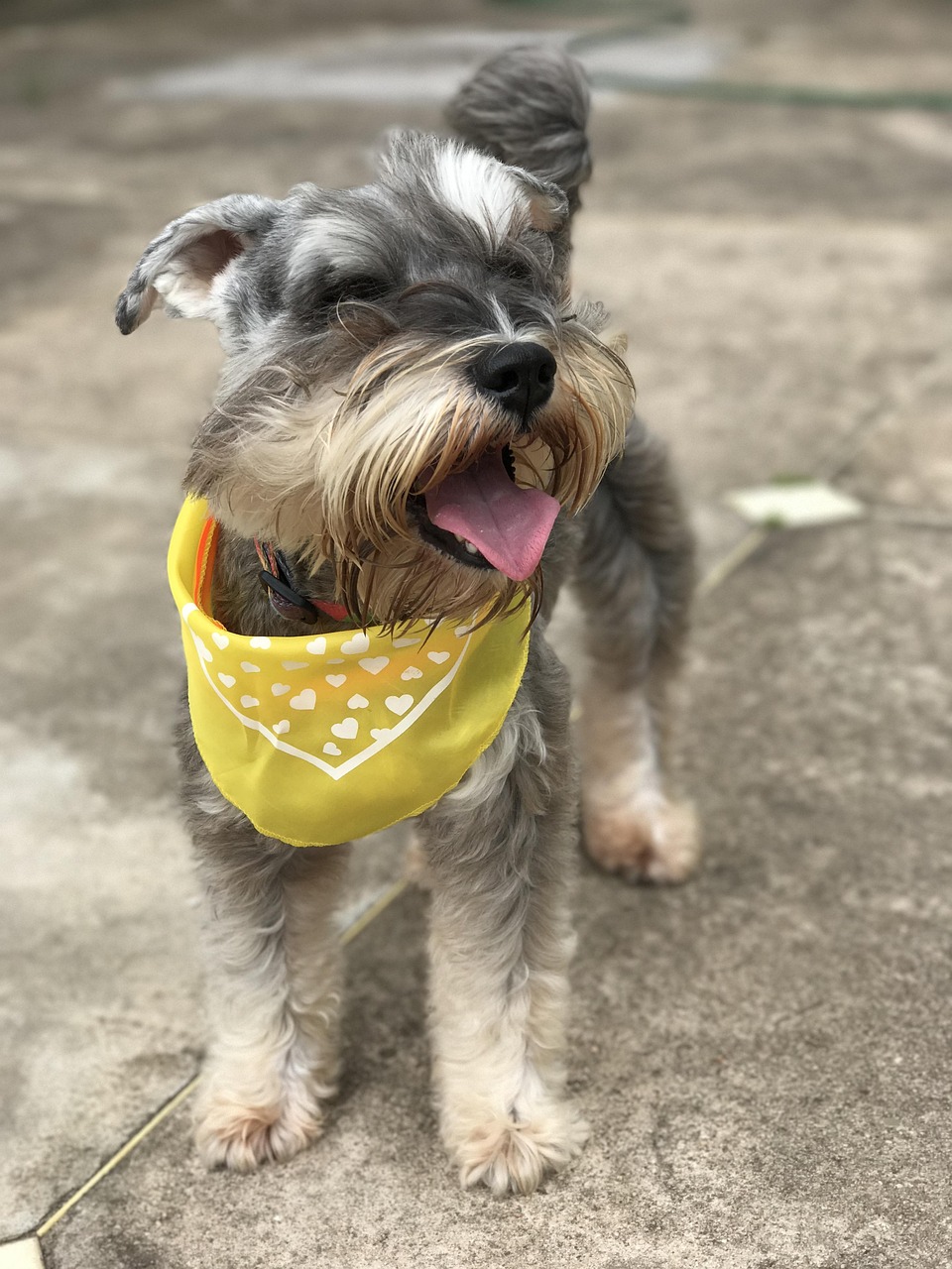 Cómo criar un Schnauzer: guías para nuevos dueños