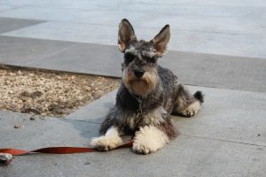 Cómo evitar la ansiedad por separación en Schnauzers