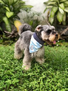 Los errores más comunes al educar un Schnauzer y cómo evitarlos