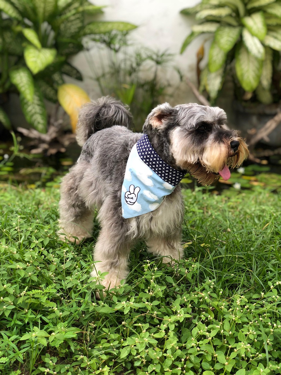 Los errores más comunes al educar un Schnauzer y cómo evitarlos