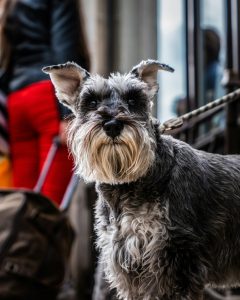 ¿Cómo saber si un Schnauzer es para ti? Test y guía rápida