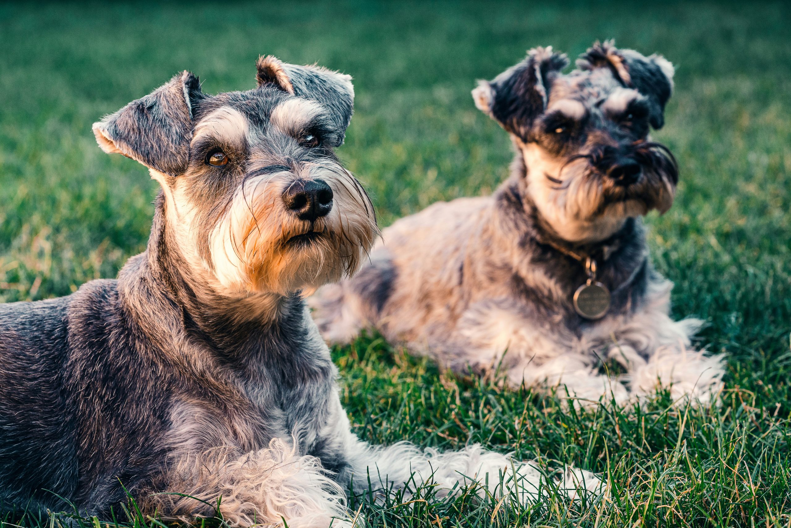 Adiestramiento básico para Schnauzers: comandos que todo debe saber