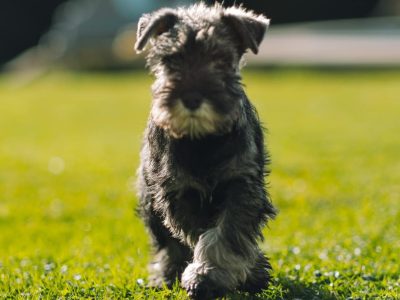 Foto Schnauzer pequeño
